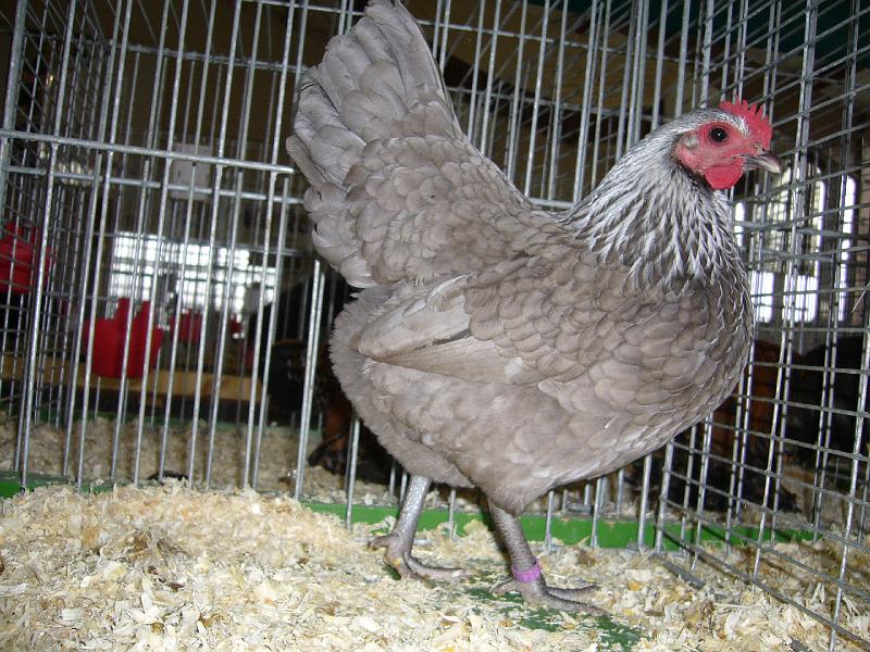 Bezirksschau Luebbecke 314.jpg - Zwerg Niederrheiner blau-birkenfarbig von Steffen Hackemeier Preis sg 95 E